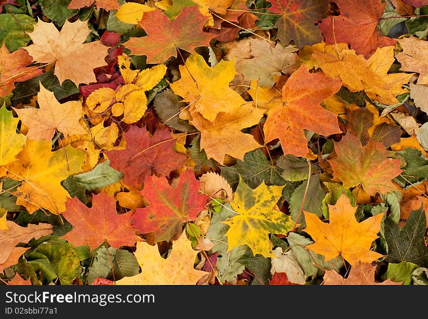 A colorful image of fallen autumn leaves