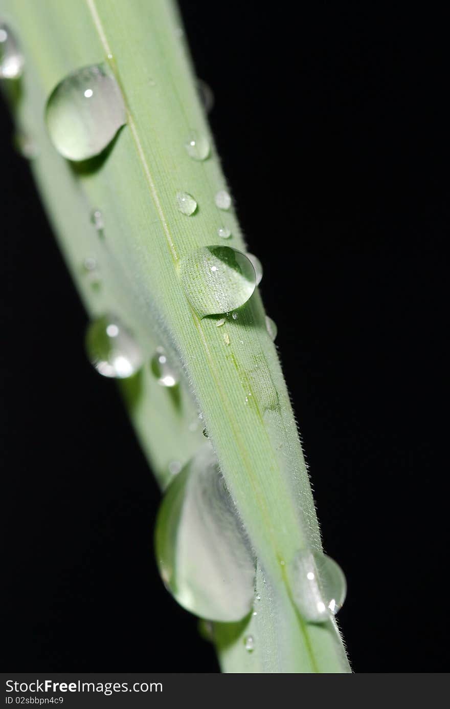 Leaf that there is dew, white background. Leaf that there is dew, white background.