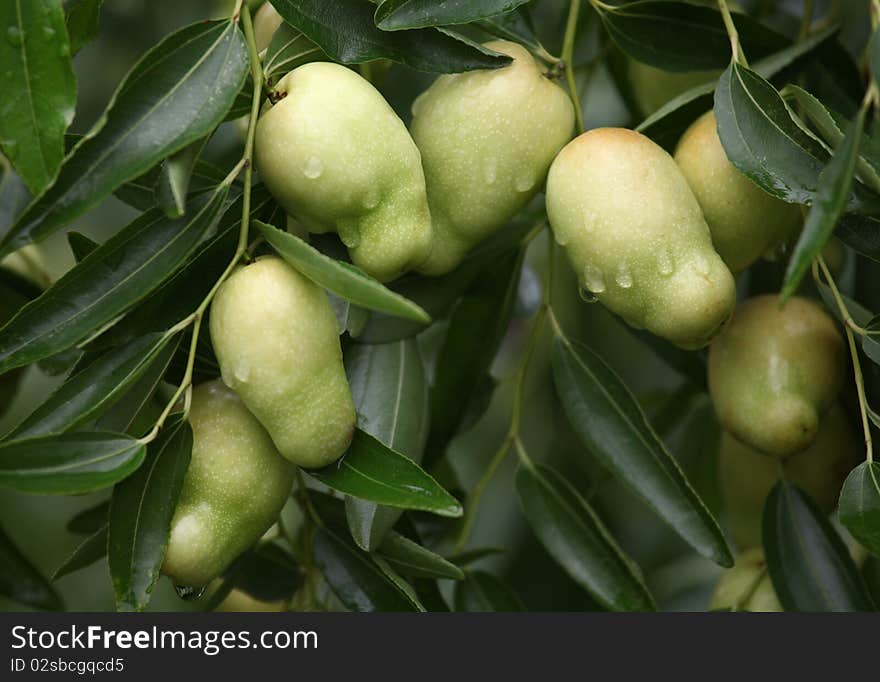 Zao, a kind of very delicious of fruit, is to grow on the tree.