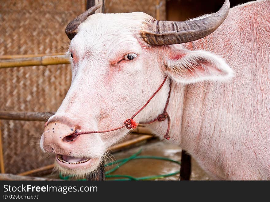 Portrait of white water buffalo. Portrait of white water buffalo