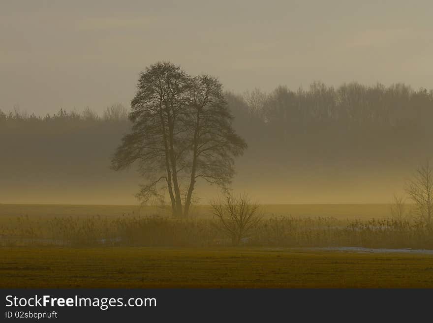 Morning Fog