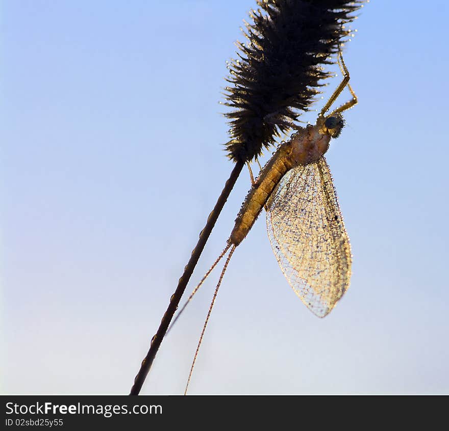 The butterfly and a grass on a meadow in sun rays. The butterfly and a grass on a meadow in sun rays