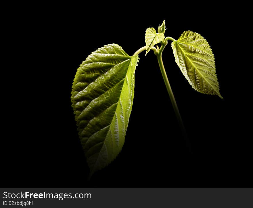 Green leaf