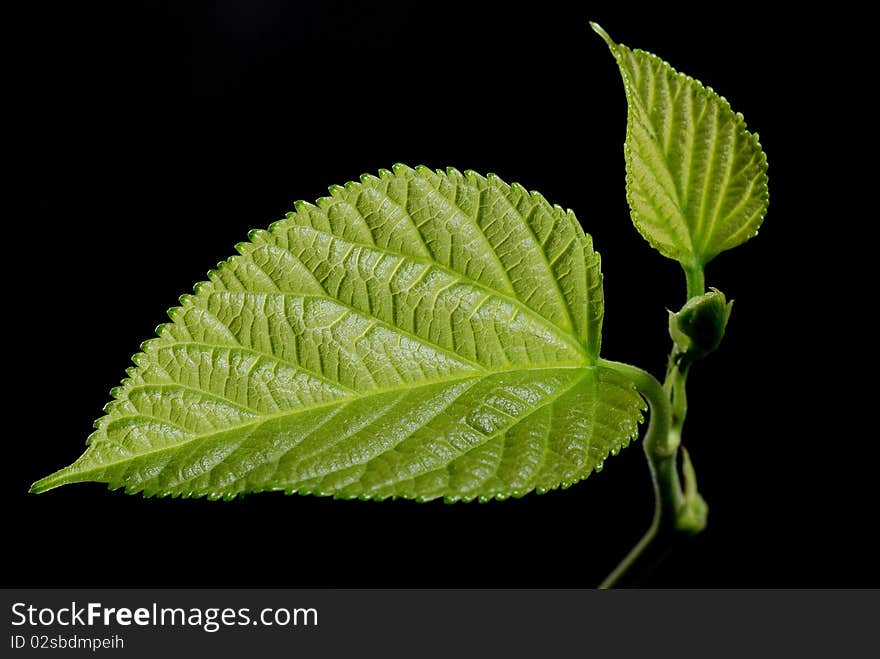 Green Leaf