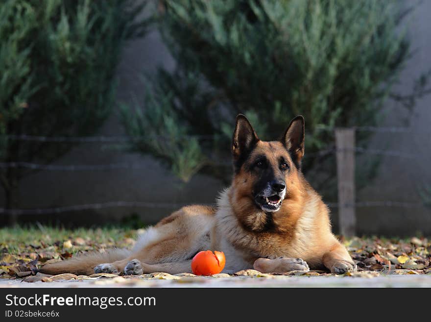 Portrait of a german shepherd in a garden