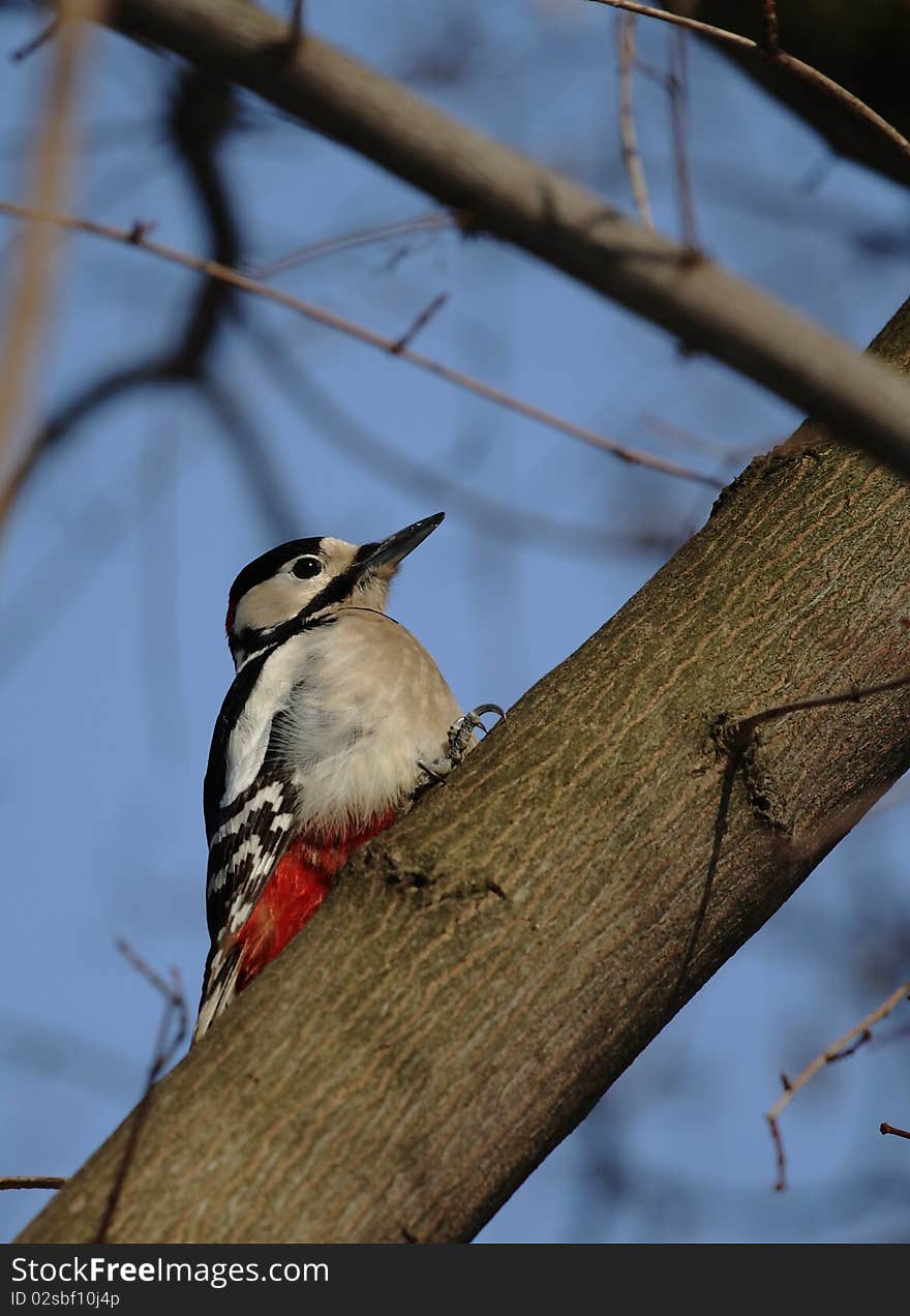 Woodpecker close-up - taken in Winter at a park