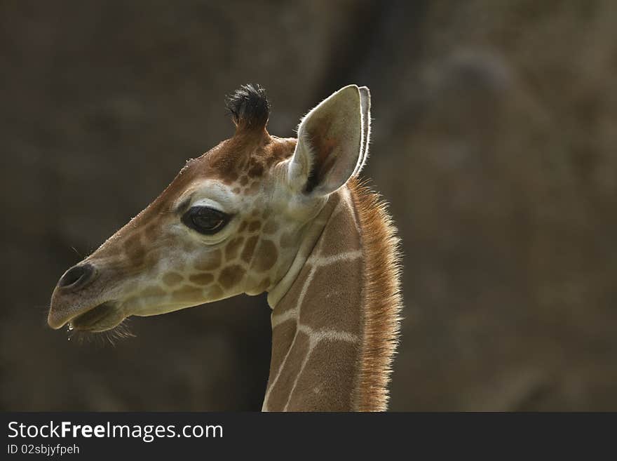 Backlit portrait of baby giraffe against out of focused stone background. Backlit portrait of baby giraffe against out of focused stone background