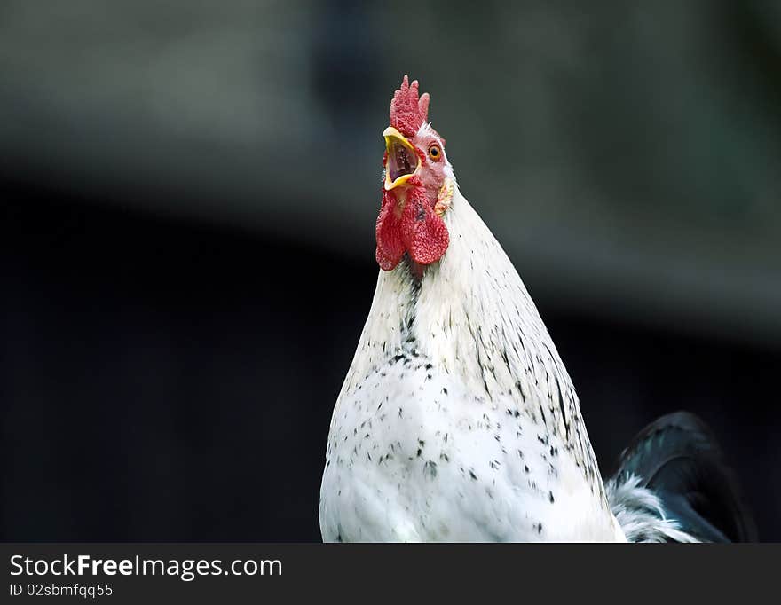 Portrait of a carking white cock