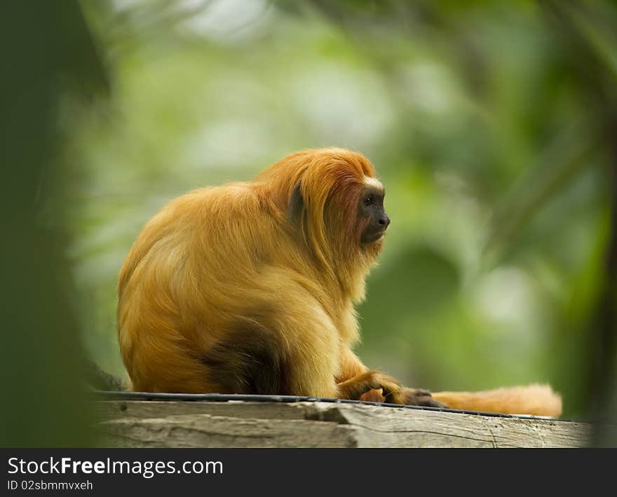 A Golden Lion Tamarin, Leontophitecus rosalia that is a New World Monkey also known as the Golden Marmot, sits in sunlight with green background out of focus. A Golden Lion Tamarin, Leontophitecus rosalia that is a New World Monkey also known as the Golden Marmot, sits in sunlight with green background out of focus