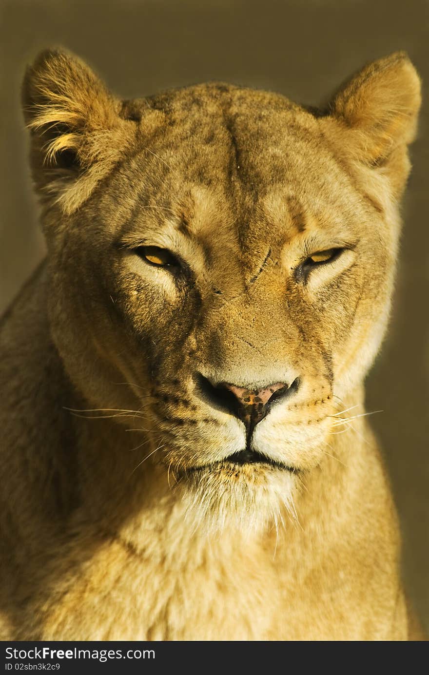 Female Lion (panthera leo)