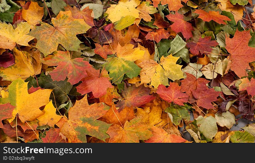 A colorful background image of different fallen autumn leaves. A colorful background image of different fallen autumn leaves.