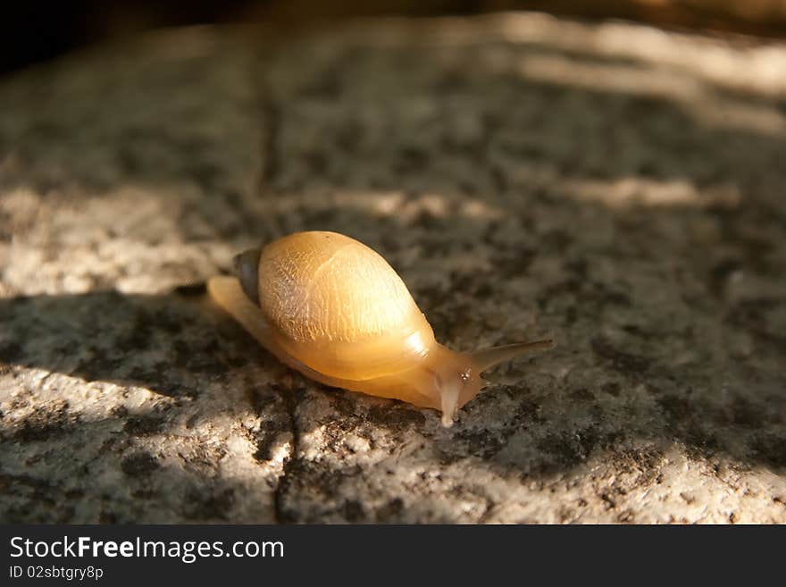 Little snail on big stone. Little snail on big stone