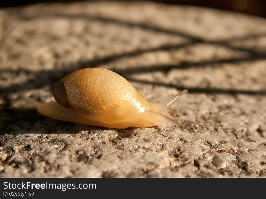 Snail on stone