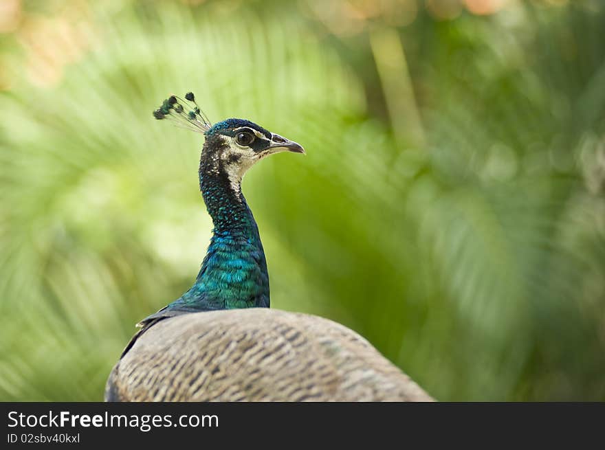 Singapore island resort scene peacock