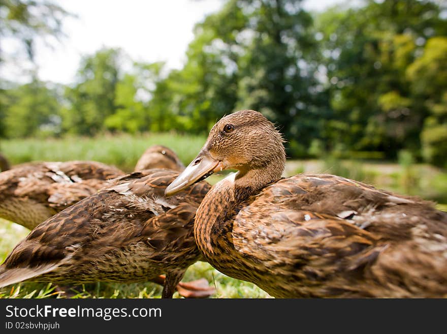 Cute ducklings in the park