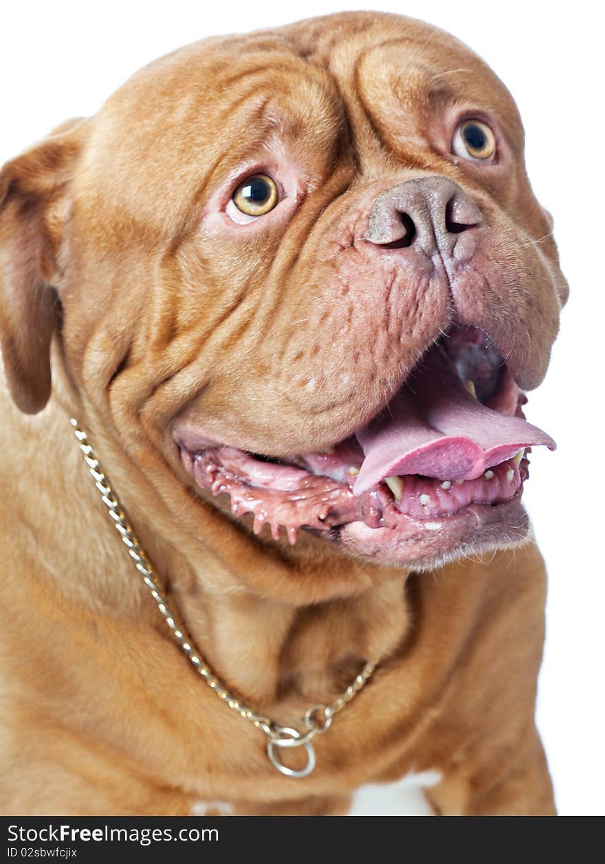 Puppy of Dogue de Bordeaux (French mastiff)