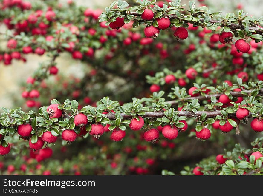 Red berries shrub  in autumn. Red berries shrub  in autumn