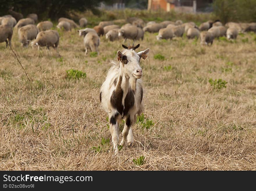 Young goat that stands out from the herd in the pasture. Young goat that stands out from the herd in the pasture