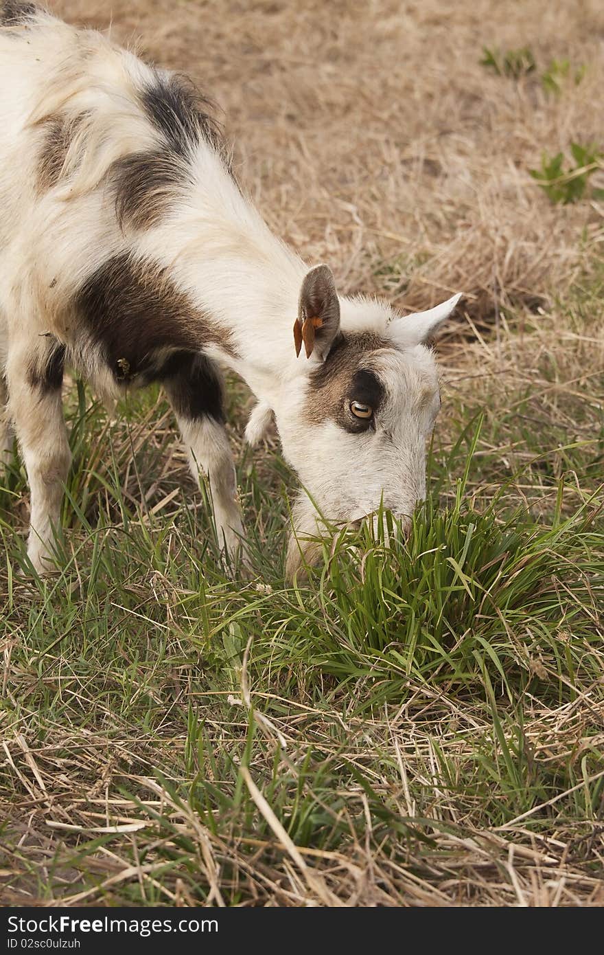 Goat and grazing freely, making an organic food