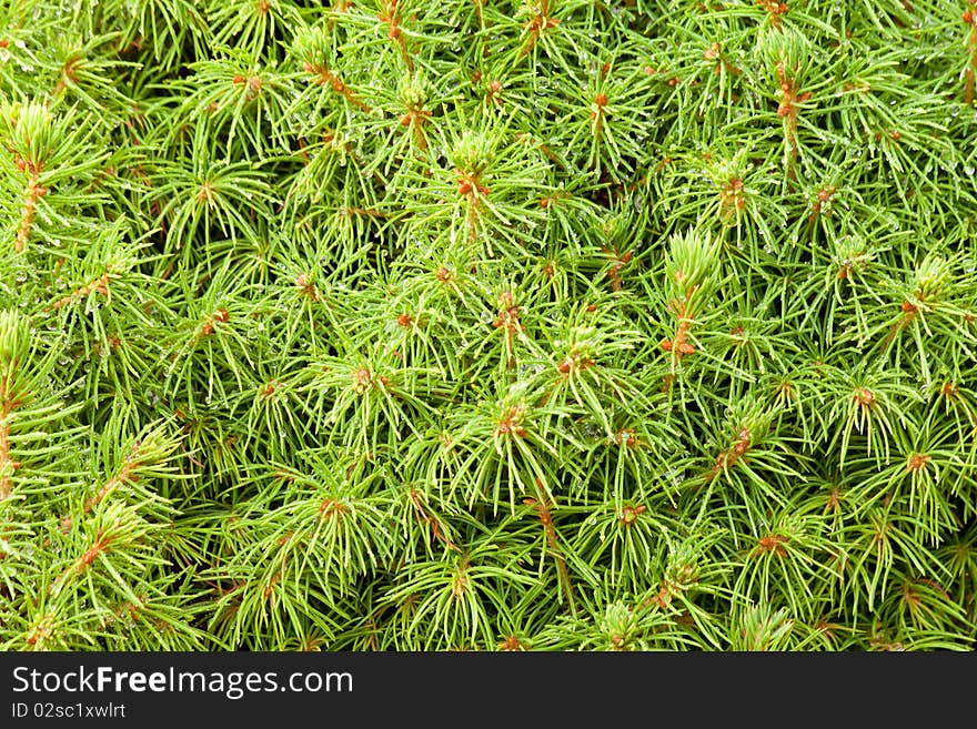 Pine Tree Closeup