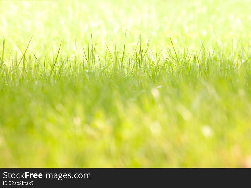 Closeup of light green grass