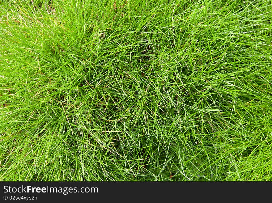 Background of young green grass. Background of young green grass