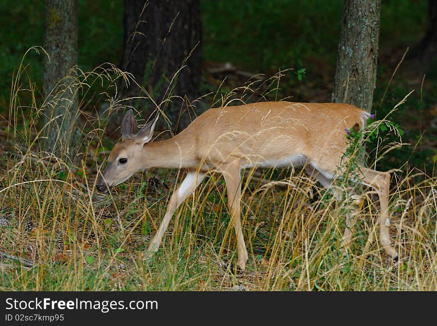 Whitetail Deer 2