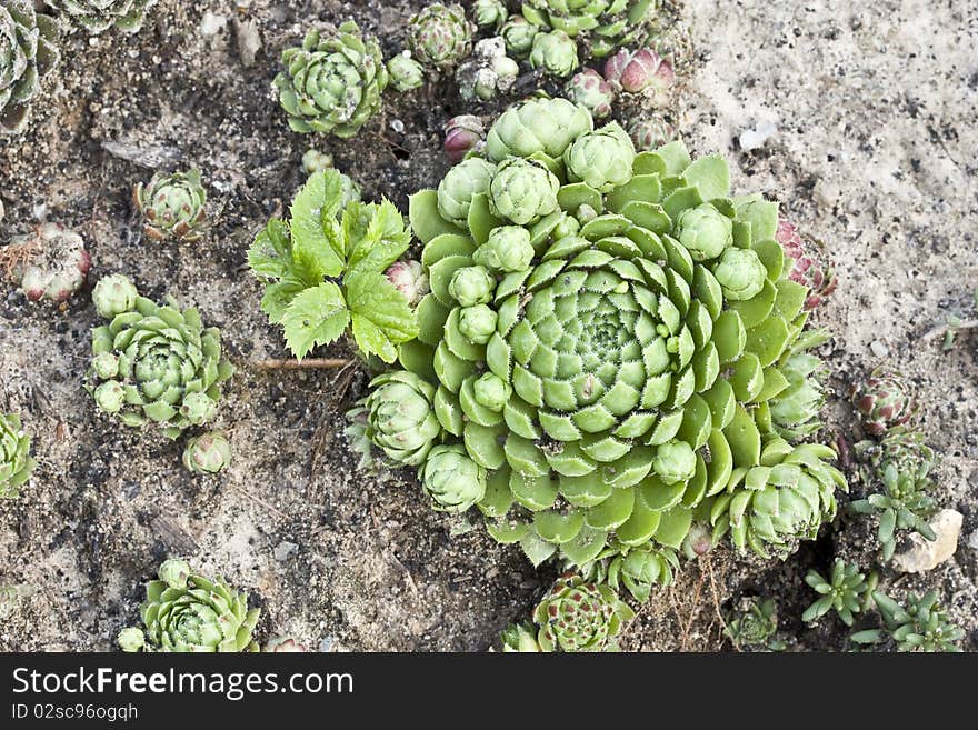 Strange beautiful green plant