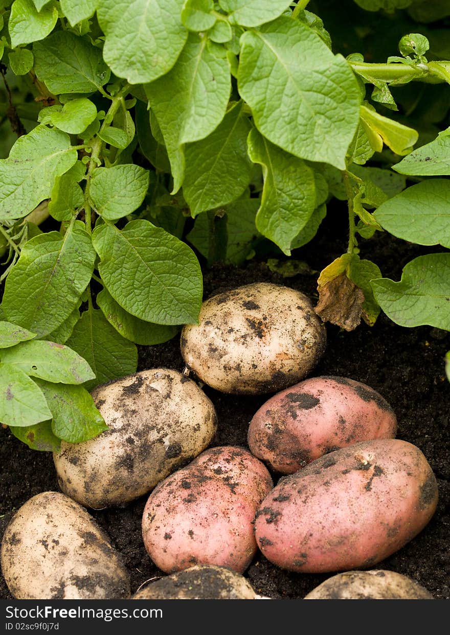 Freshly potatoes lying on the damp ground