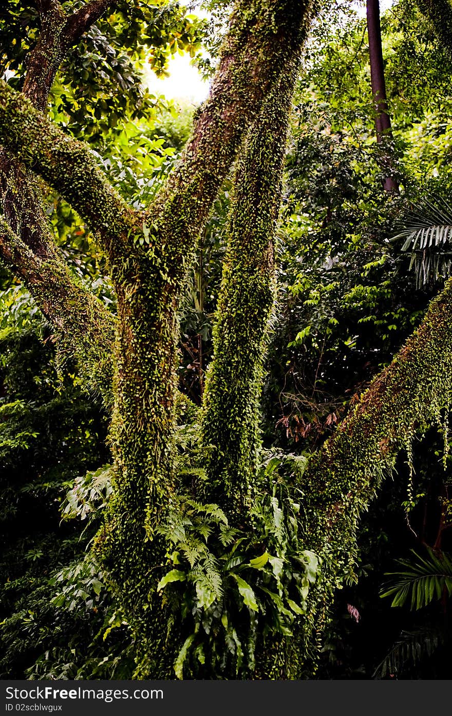 Singapore sentosa island vine tree