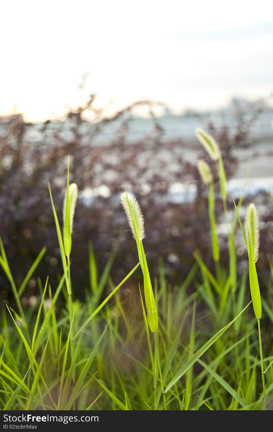 Setaria viridis