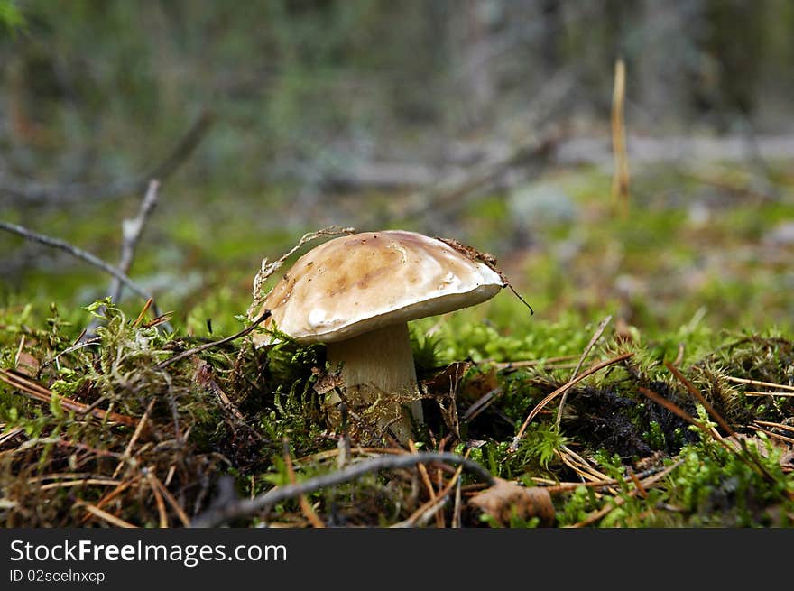 Mushroom boletus in forest close up. Mushroom boletus in forest close up