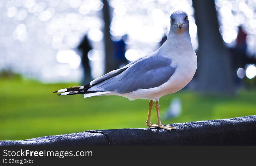 seagull posing