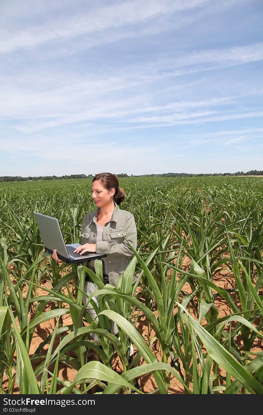 Agronomist in corn field with laptop computer. Agronomist in corn field with laptop computer