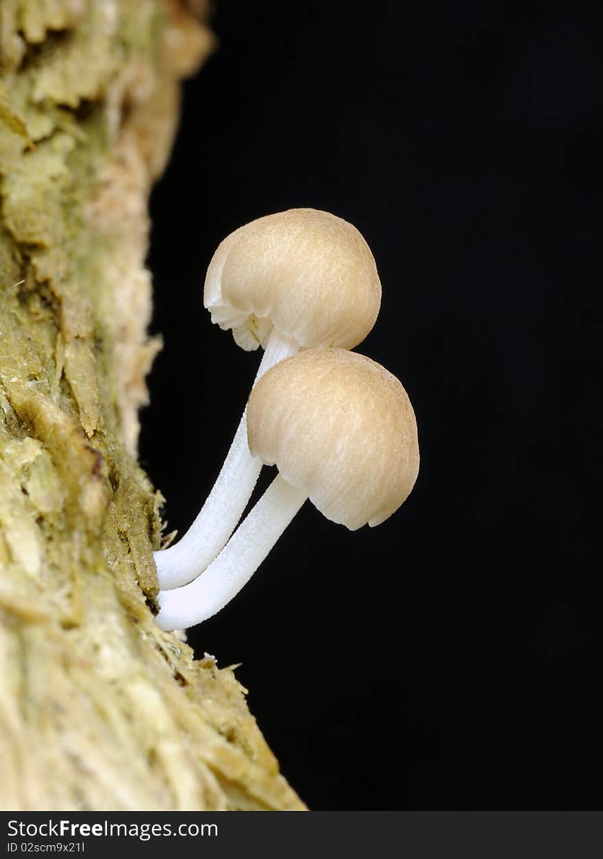 Mushrooms growing on a mouldering tree