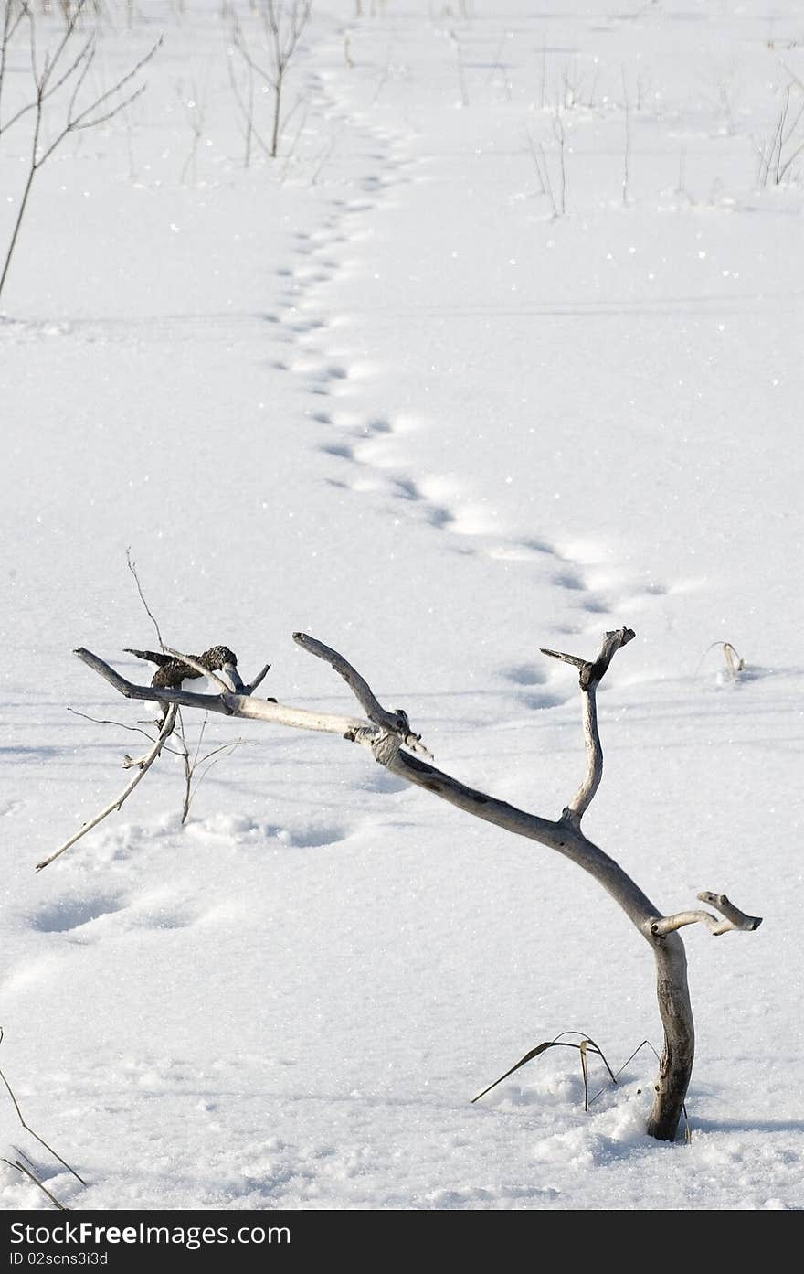 Branch on snow.