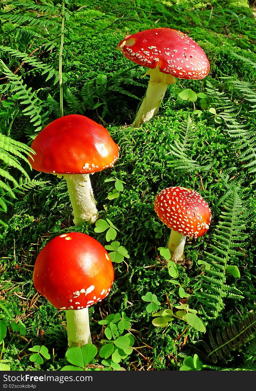 Red fly agaric mushrooms