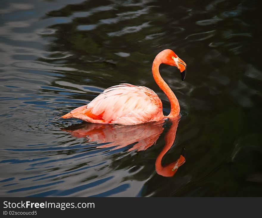 Pink flamingo swimming with water reflections