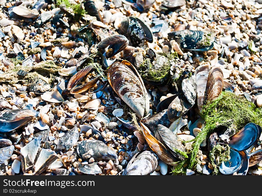 Sea Clams