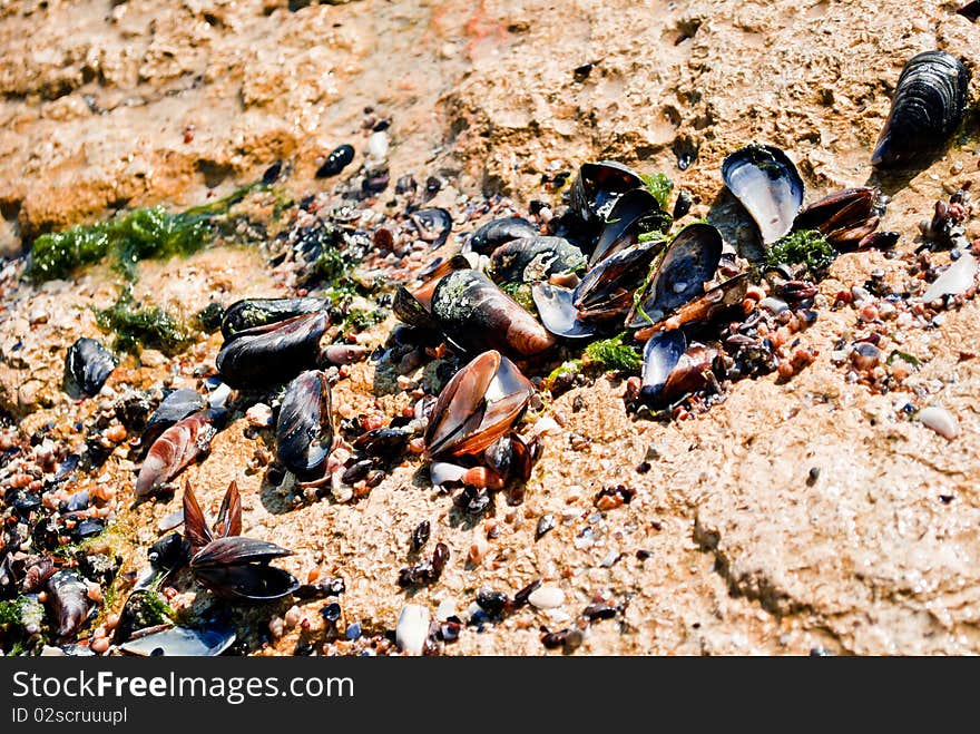 Sea Clams