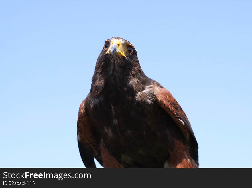 Harris Hawk - Parabuteo Unicinctus - Closeup