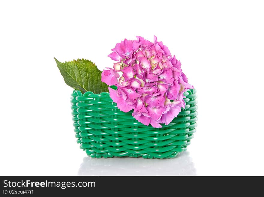 A single Hortensia flower in a green modern flower pot isolated over white. A single Hortensia flower in a green modern flower pot isolated over white