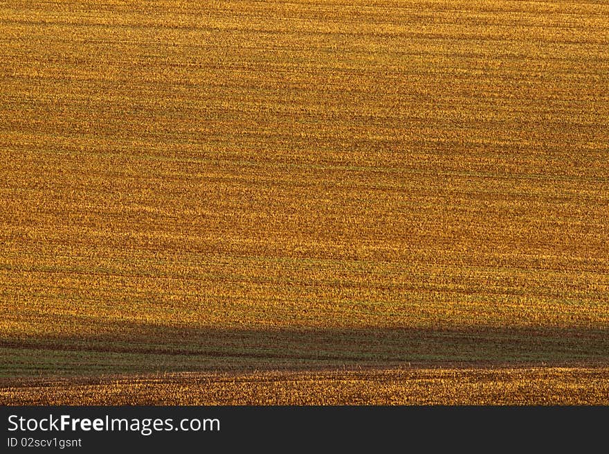 Texture of stubble revaled in early morning light. Texture of stubble revaled in early morning light