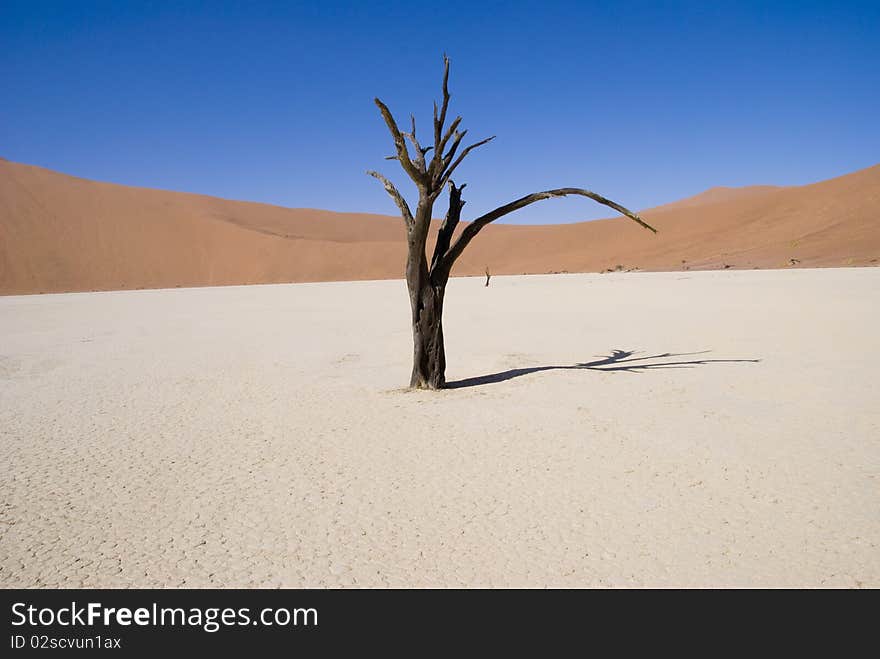 Dead tree in a relict pan of Dead Vlei surrounded by huge sand dunes. Dead tree in a relict pan of Dead Vlei surrounded by huge sand dunes.