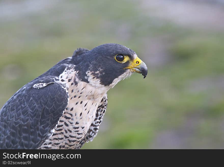 Closeup of a falcon colroured black and white. Closeup of a falcon colroured black and white