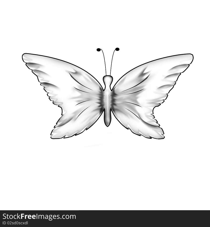 Drawing in black and white butterfly front view