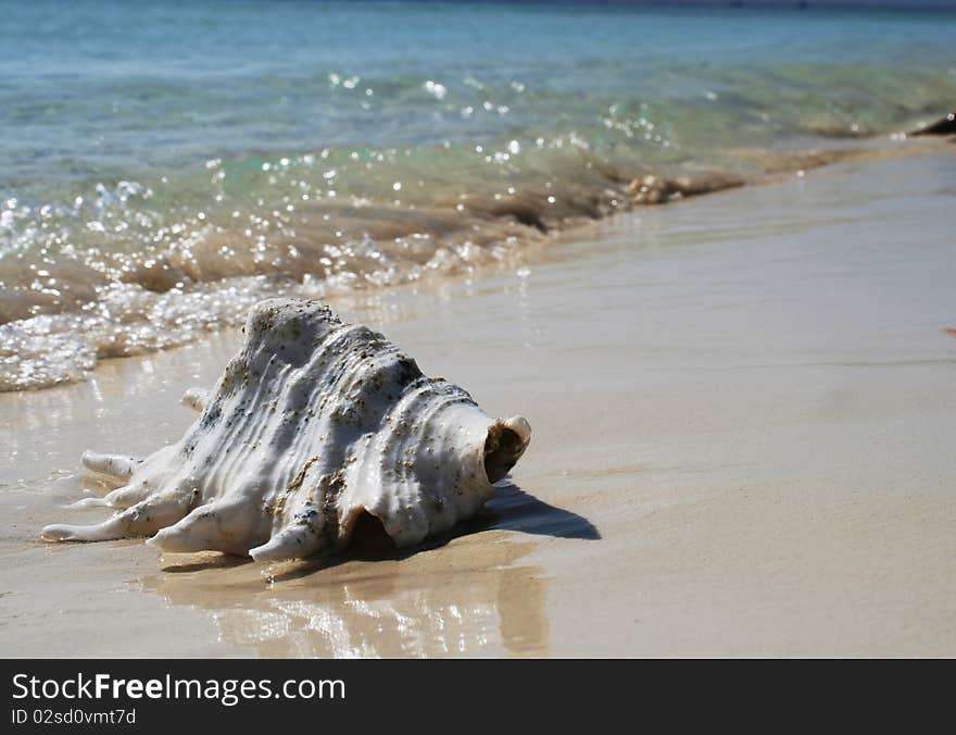 Big shell laying on line of surf. Big shell laying on line of surf.