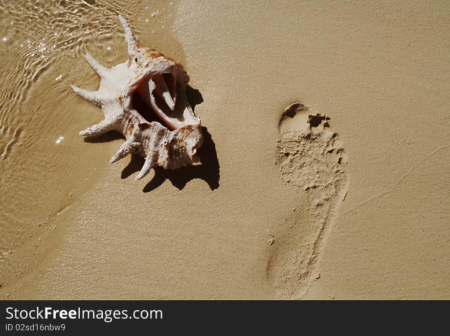 Nautilus shell laying on sand near human's footprint. Nautilus shell laying on sand near human's footprint.