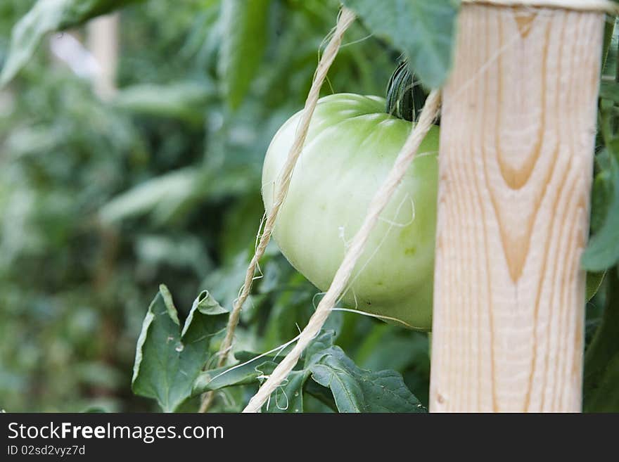 Green Tomato On Vine And Staked