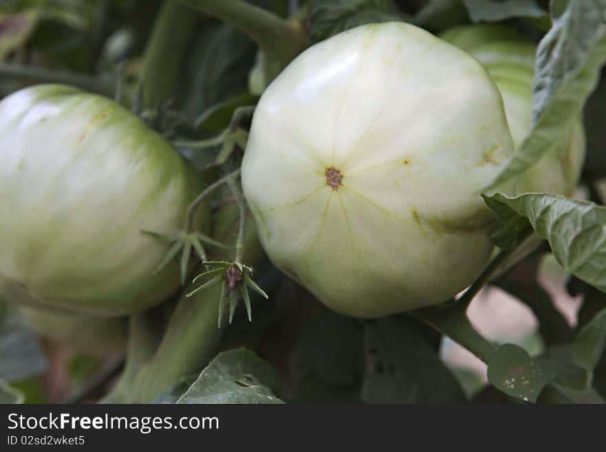 Big Green Tomatoes On A Vine